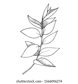 Vector Eucalyptus leaves branch. Exotic tropical hawaiian summer. Leaf plant botanical floral foliage. Black and white engraved ink art. Isolated branches illustration element.