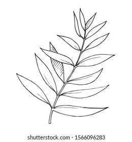 3,028 Eucalyptus engraved Images, Stock Photos & Vectors | Shutterstock