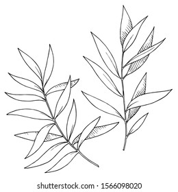 Vector Eucalyptus leaves branch. Exotic tropical hawaiian summer. Leaf plant botanical floral foliage. Black and white engraved ink art. Isolated branches illustration element.