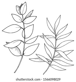 Vector Eucalyptus leaves branch. Exotic tropical hawaiian summer. Leaf plant botanical floral foliage. Black and white engraved ink art. Isolated branches illustration element.