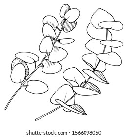 Vector Eucalyptus leaves branch. Exotic tropical hawaiian summer. Leaf plant botanical floral foliage. Black and white engraved ink art. Isolated branches illustration element.