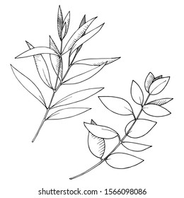 Neem Leaf Line Drawing Vector Isolated Stock Vector (Royalty Free ...