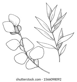 Vector Eucalyptus leaves branch. Exotic tropical hawaiian summer. Leaf plant botanical floral foliage. Black and white engraved ink art. Isolated branches illustration element.