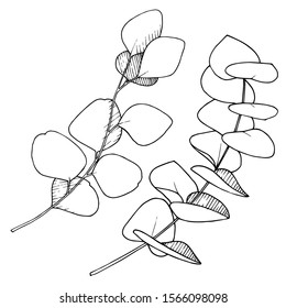 Vector Eucalyptus leaves branch. Exotic tropical hawaiian summer. Leaf plant botanical floral foliage. Black and white engraved ink art. Isolated branches illustration element.