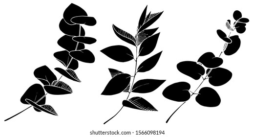 Vector Eucalyptus leaves branch. Exotic tropical hawaiian summer. Leaf plant botanical floral foliage. Black and white engraved ink art. Isolated branches illustration element.