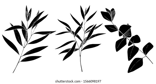 Vector Eucalyptus leaves branch. Exotic tropical hawaiian summer. Leaf plant botanical floral foliage. Black and white engraved ink art. Isolated branches illustration element.