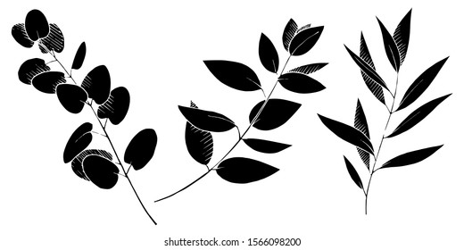 Vector Eucalyptus leaves branch. Exotic tropical hawaiian summer. Leaf plant botanical floral foliage. Black and white engraved ink art. Isolated branches illustration element.