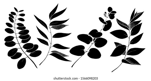Vector Eucalyptus leaves branch. Exotic tropical hawaiian summer. Leaf plant botanical floral foliage. Black and white engraved ink art. Isolated branches illustration element.