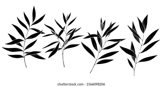 Vector Eucalyptus leaves branch. Exotic tropical hawaiian summer. Leaf plant botanical floral foliage. Black and white engraved ink art. Isolated branches illustration element.
