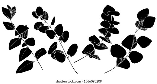 Vector Eucalyptus leaves branch. Exotic tropical hawaiian summer. Leaf plant botanical floral foliage. Black and white engraved ink art. Isolated branches illustration element.