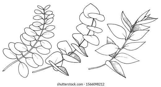 Vector Eucalyptus leaves branch. Exotic tropical hawaiian summer. Leaf plant botanical floral foliage. Black and white engraved ink art. Isolated branches illustration element.