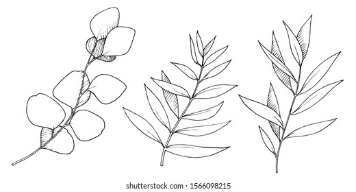 Vector Eucalyptus leaves branch. Exotic tropical hawaiian summer. Leaf plant botanical floral foliage. Black and white engraved ink art. Isolated branches illustration element.