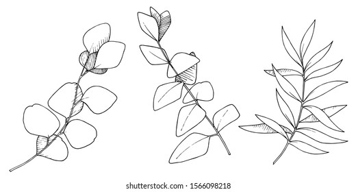 Vector Eucalyptus leaves branch. Exotic tropical hawaiian summer. Leaf plant botanical floral foliage. Black and white engraved ink art. Isolated branches illustration element.