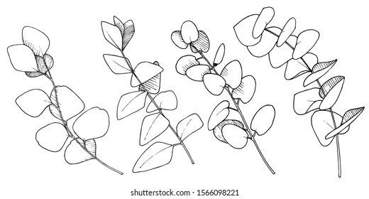 Vector Eucalyptus leaves branch. Exotic tropical hawaiian summer. Leaf plant botanical floral foliage. Black and white engraved ink art. Isolated branches illustration element.