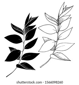 Vector Eucalyptus leaves branch. Exotic tropical hawaiian summer. Leaf plant botanical floral foliage. Black and white engraved ink art. Isolated branches illustration element.