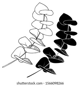 Vector Eucalyptus leaves branch. Exotic tropical hawaiian summer. Leaf plant botanical floral foliage. Black and white engraved ink art. Isolated branches illustration element.