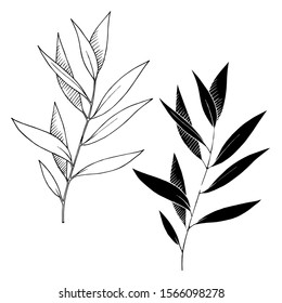 Vector Eucalyptus leaves branch. Exotic tropical hawaiian summer. Leaf plant botanical floral foliage. Black and white engraved ink art. Isolated branches illustration element.