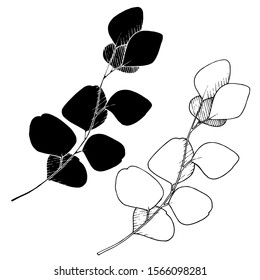 Vector Eucalyptus leaves branch. Exotic tropical hawaiian summer. Leaf plant botanical floral foliage. Black and white engraved ink art. Isolated branches illustration element.