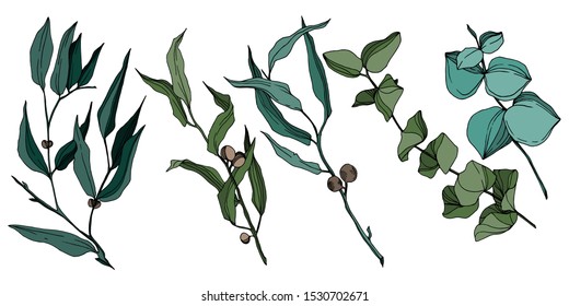 Vector Eucalyptus tree leaves jungle botanical. Black and white engraved ink art. Isolated eucalyptus illustration element on white background.