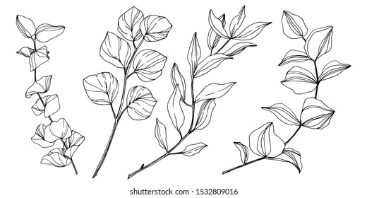 Vector Eucalyptus tree leaves jungle botanical. Black and white engraved ink art. Isolated eucalyptus illustration element on white background.