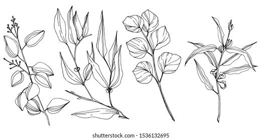 Vector Eucalyptus tree leaves jungle botanical. Black and white engraved ink art. Isolated eucalyptus illustration element on white background.