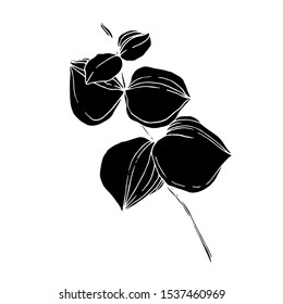 Vector Eucalyptus tree leaves jungle botanical. Black and white engraved ink art. Isolated eucalyptus illustration element on white background.