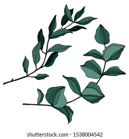 Vector Eucalyptus tree leaves jungle botanical. Black and white engraved ink art. Isolated eucalyptus illustration element on white background.
