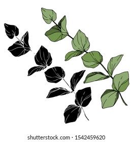 Vector Eucalyptus tree leaves jungle botanical. Black and white engraved ink art. Isolated eucalyptus illustration element on white background.