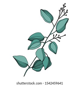 Vector Eucalyptus tree leaves jungle botanical. Black and white engraved ink art. Isolated eucalyptus illustration element on white background.