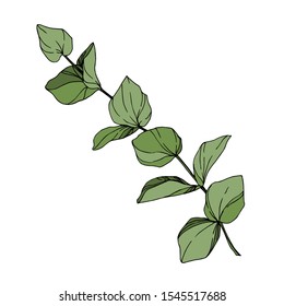 Vector Eucalyptus tree leaves jungle botanical. Black and white engraved ink art. Isolated eucalyptus illustration element on white background.