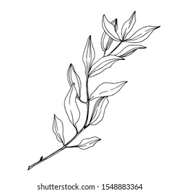 Vector Eucalyptus tree leaves jungle botanical. Black and white engraved ink art. Isolated eucalyptus illustration element on white background.