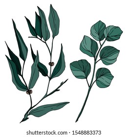 Vector Eucalyptus tree leaves jungle botanical. Black and white engraved ink art. Isolated eucalyptus illustration element on white background.