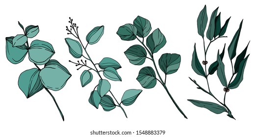 Vector Eucalyptus tree leaves jungle botanical. Black and white engraved ink art. Isolated eucalyptus illustration element on white background.