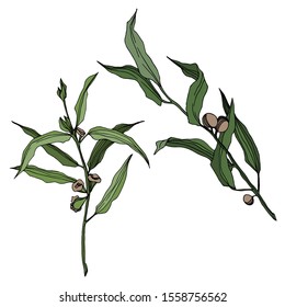 Vector Eucalyptus tree leaves jungle botanical. Black and white engraved ink art. Isolated eucalyptus illustration element on white background.
