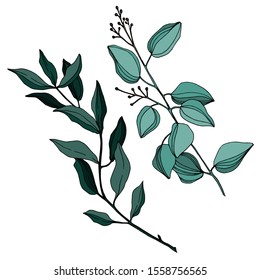 Vector Eucalyptus tree leaves jungle botanical. Black and white engraved ink art. Isolated eucalyptus illustration element on white background.