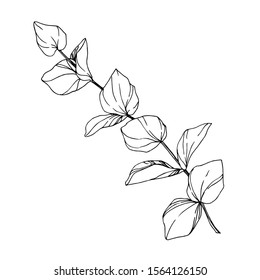 Vector Eucalyptus tree leaves jungle botanical. Black and white engraved ink art. Isolated eucalyptus illustration element on white background.