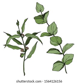 Vector Eucalyptus tree leaves jungle botanical. Black and white engraved ink art. Isolated eucalyptus illustration element on white background.