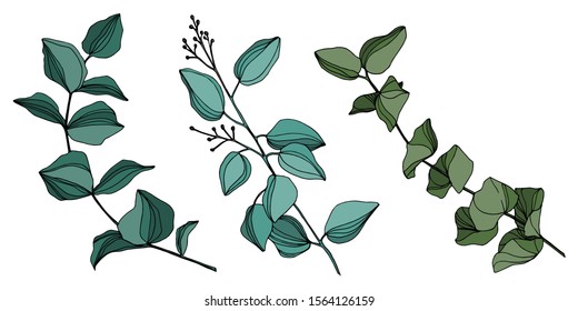 Vector Eucalyptus tree leaves jungle botanical. Black and white engraved ink art. Isolated eucalyptus illustration element on white background.
