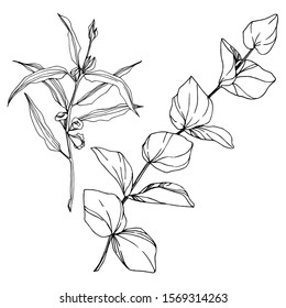 Vector Eucalyptus tree leaves jungle botanical. Black and white engraved ink art. Isolated eucalyptus illustration element on white background.