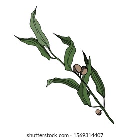 Vector Eucalyptus tree leaves jungle botanical. Black and white engraved ink art. Isolated eucalyptus illustration element on white background.