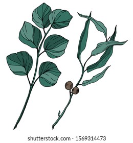 Vector Eucalyptus tree leaves jungle botanical. Black and white engraved ink art. Isolated eucalyptus illustration element on white background.