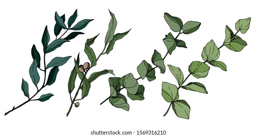 Vector Eucalyptus tree leaves jungle botanical. Black and white engraved ink art. Isolated eucalyptus illustration element on white background.