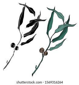 Vector Eucalyptus tree leaves jungle botanical. Black and white engraved ink art. Isolated eucalyptus illustration element on white background.