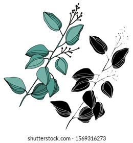 Vector Eucalyptus tree leaves jungle botanical. Black and white engraved ink art. Isolated eucalyptus illustration element on white background.