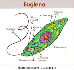 Euglena On Microscope Images Stock Photos Vectors Shutterstock