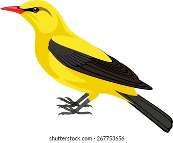 vector Eurasian golden oriole, Oriolus oriolus