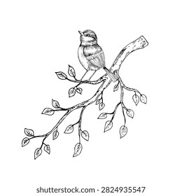 Vector Eurasian tit perche, sparrow on branches with leaves. Graphic spring line art bird, hand drawn illustration isolated on background. Botanical clip art. For greeting card, wallpaper, wrapping pa