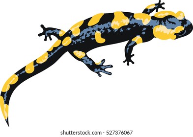 vector European fire salamander (Salamandra salamandra)