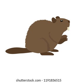 Vector european forest animal flat cartoon style hand drawn forest beaver cute animal beaver isolated on white simple style mammal european animal beaver isolated on white vector illustration flat