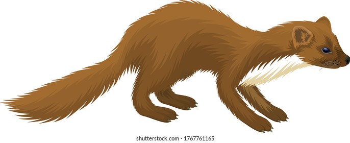 vector European pine marten illustration